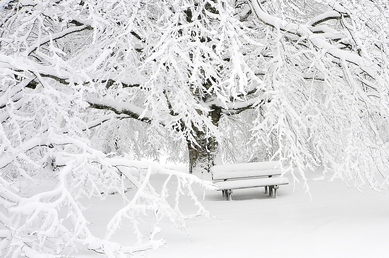 Parkbank tussen bomen en struiken die bedekt zijn met sneeuw